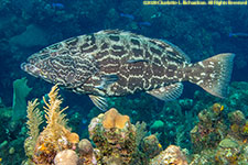 grouper